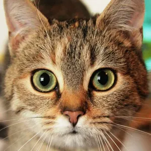 Cat — Referenzfoto